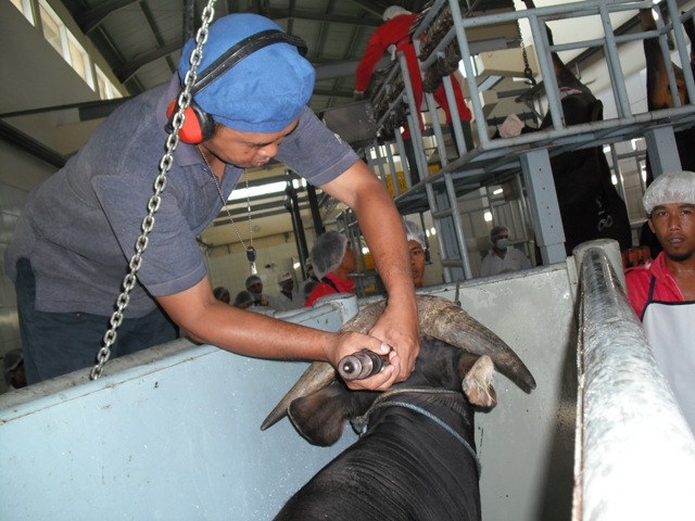 Pemingsanan pada sapi menggunakan captive bolt sebelum disembelih